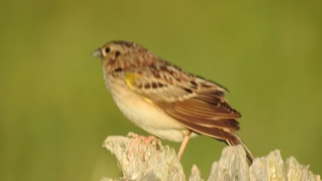 Grasshopper Sparrow - ML250107621