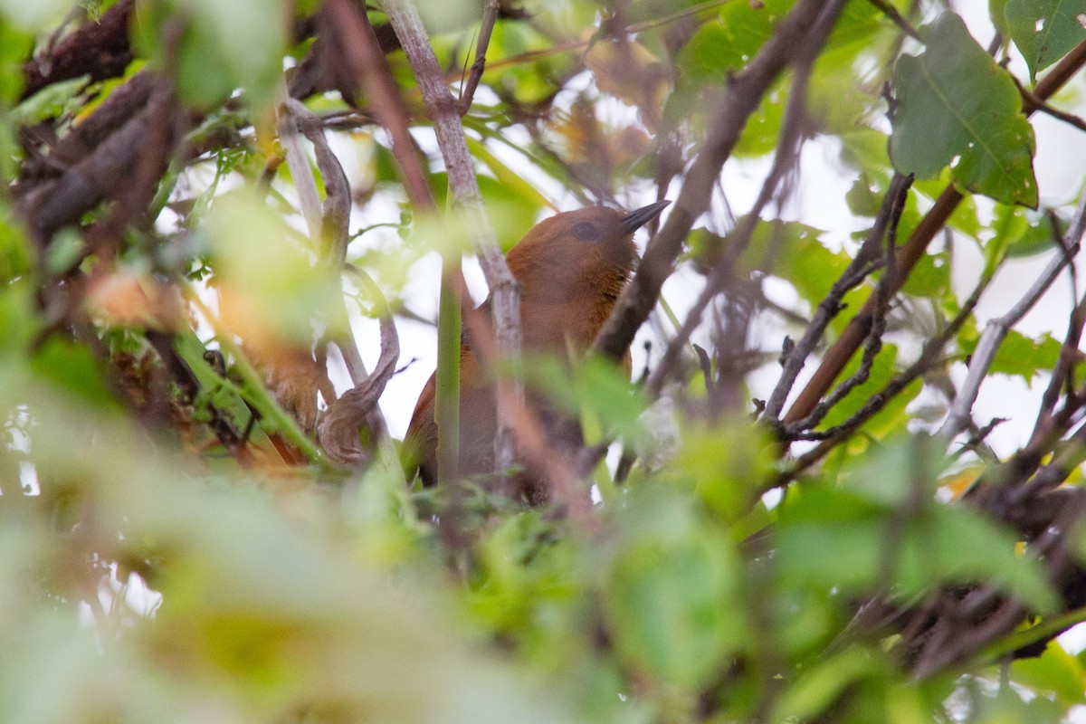 Rusty-headed Spinetail - ML250107721