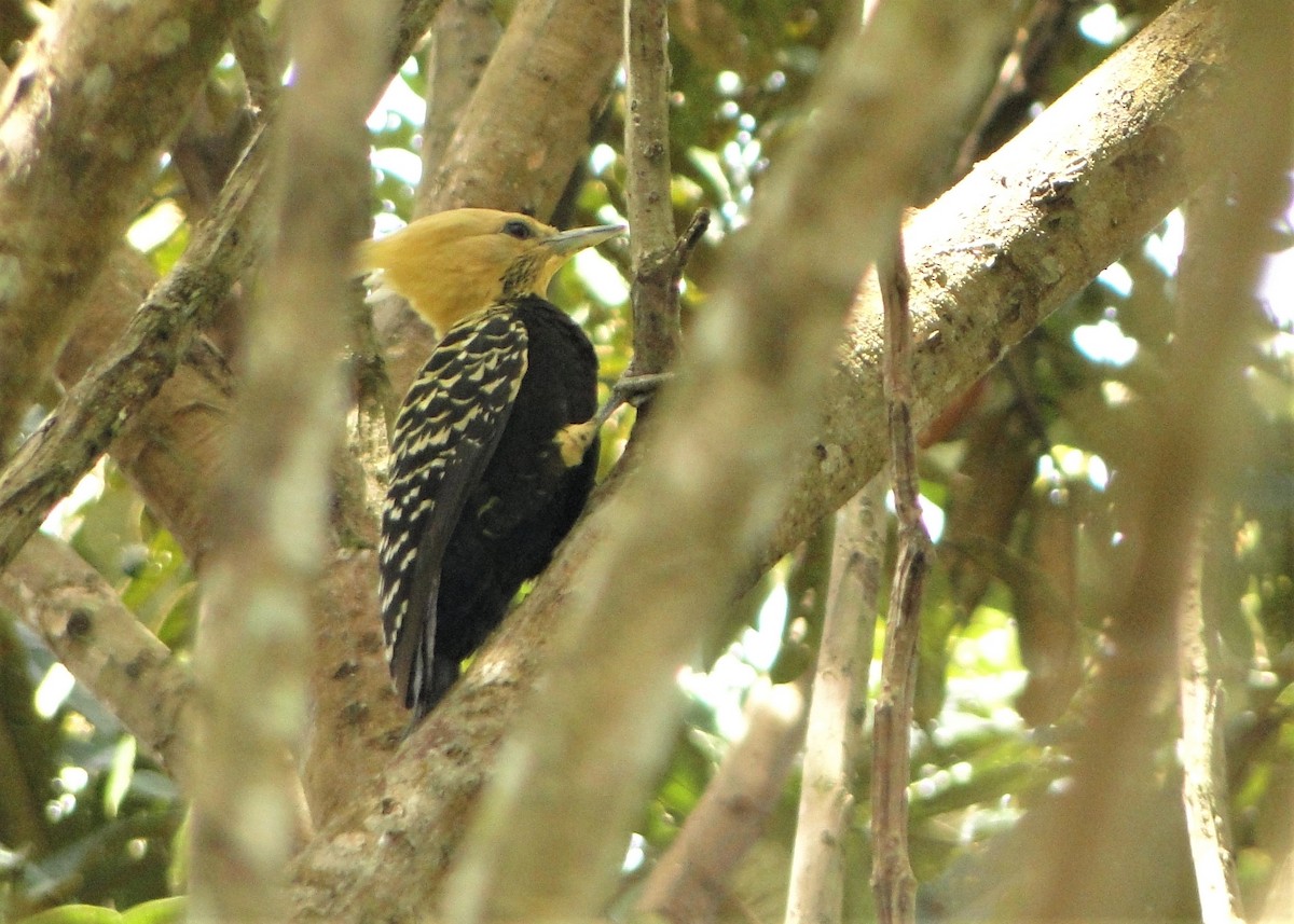 Ochre-backed/Blond-crested Woodpecker - ML250110521