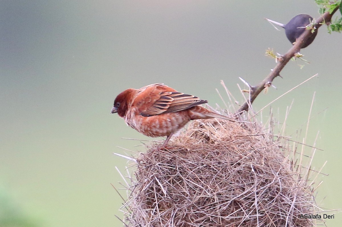Chestnut Sparrow - ML250110591