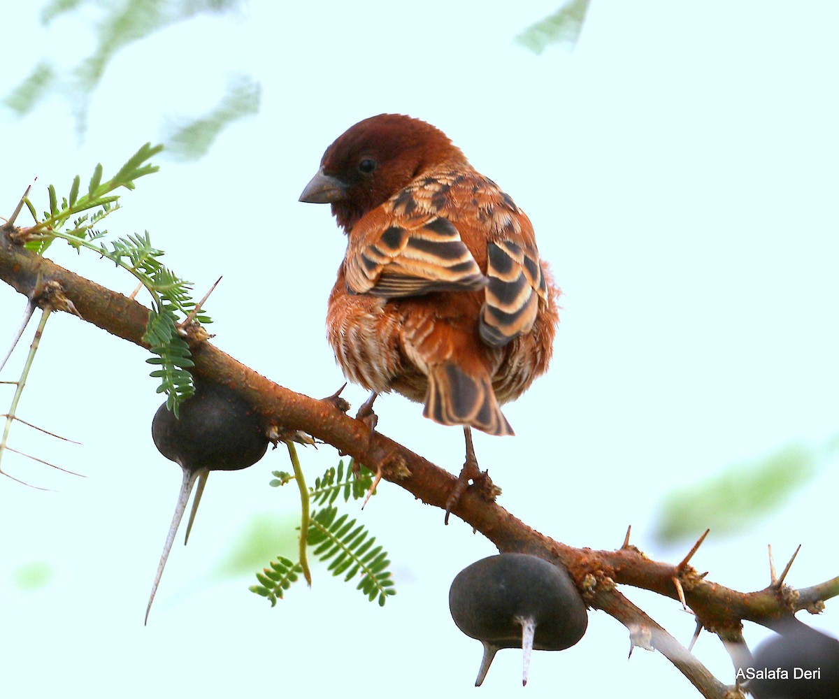 Chestnut Sparrow - ML250110701