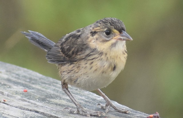 Juvenile frontal view (subspecies <em class="SciName notranslate">maritima</em>). - Seaside Sparrow - 