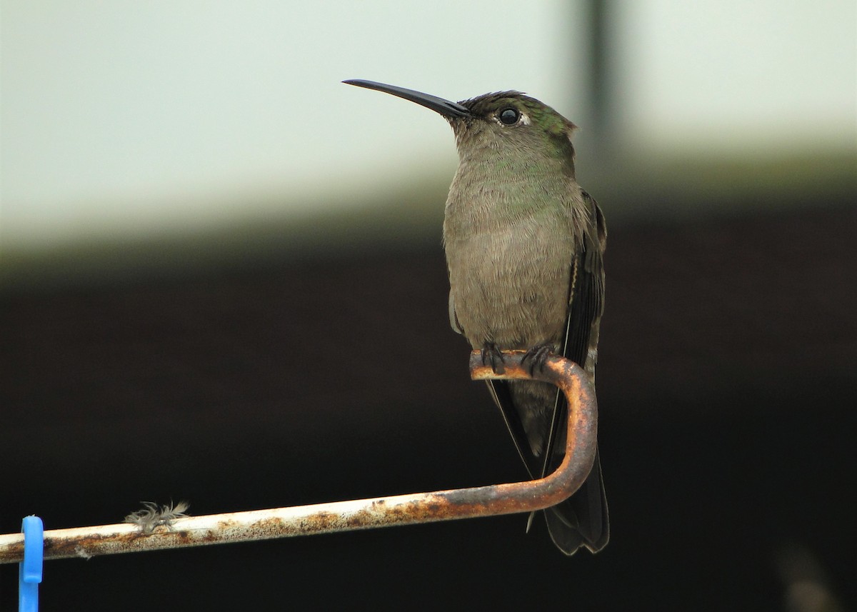 Sombre Hummingbird - ML250111891