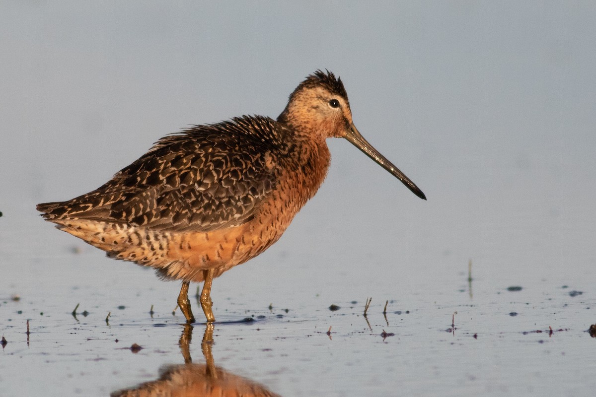 Long-billed Dowitcher - ML250113071