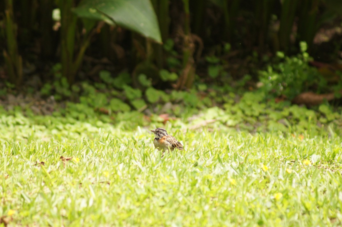Rufous-collared Sparrow - ML250115121