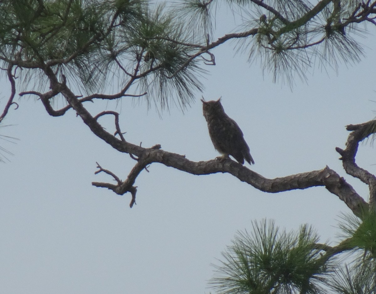 Great Horned Owl - ML250117411