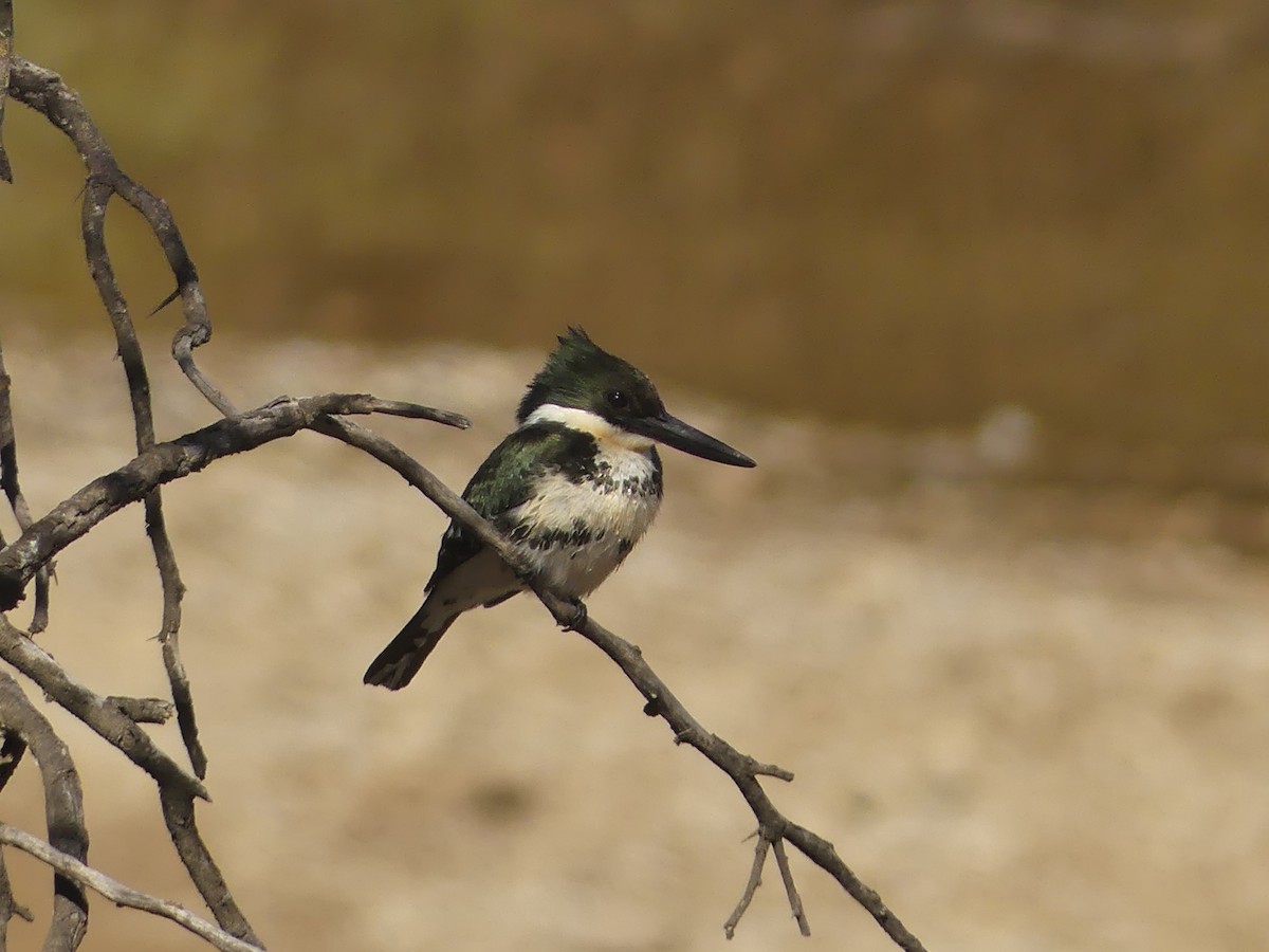 Amazon Kingfisher - vicente danhier