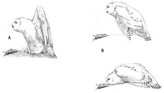 Figure 6. Ground display used by males during courtship. - Snowy Owl - 