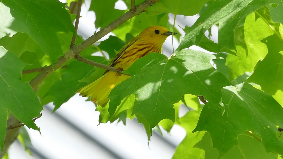 Yellow Warbler - Avery Fish