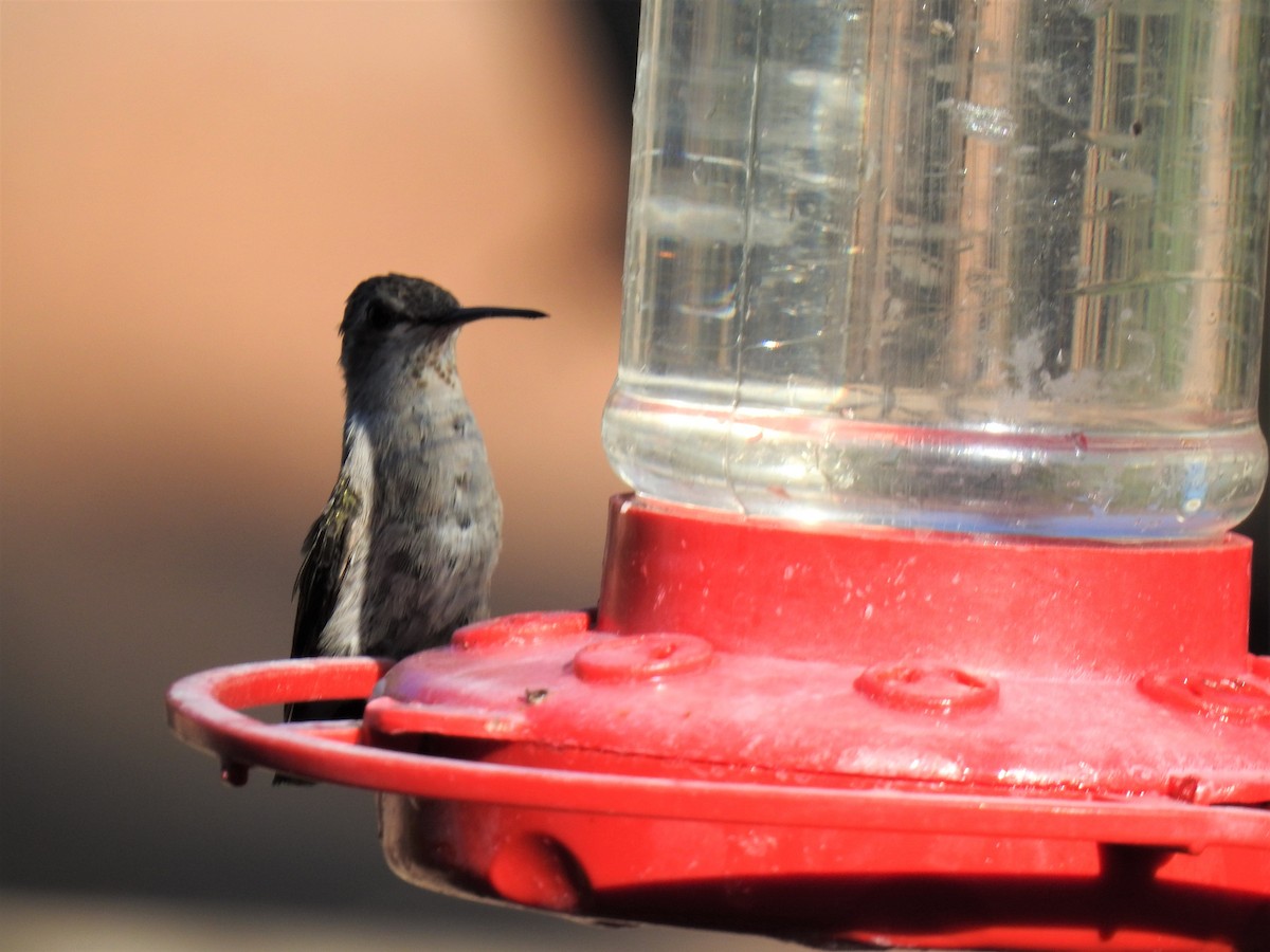 eBird Checklist 18 Jul 2020 Griffin Riley home 29 species