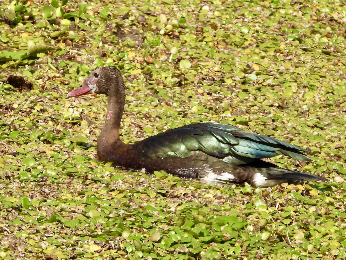 Spur-winged Goose - ML250122261