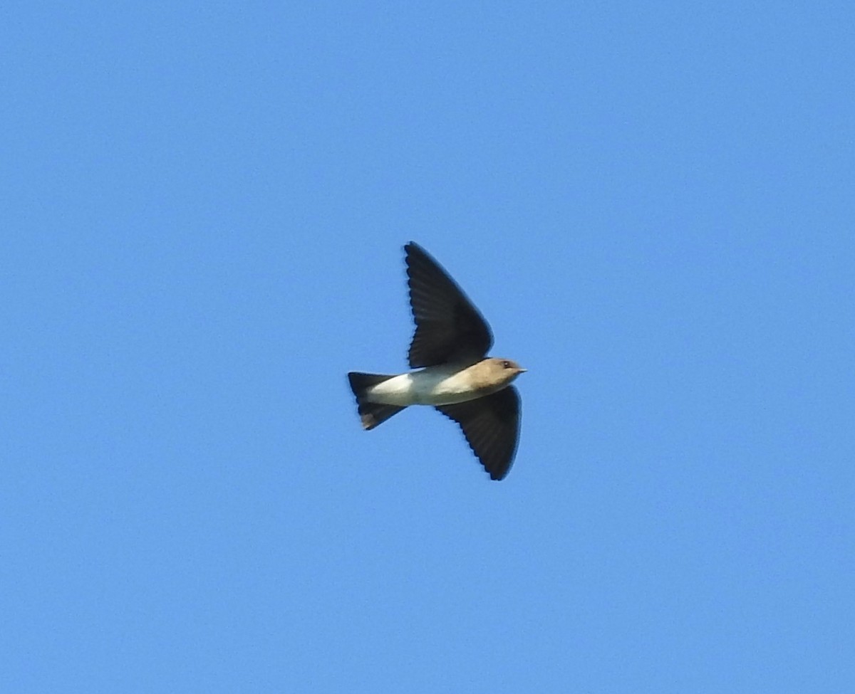 Northern Rough-winged Swallow - Mary  McMahon