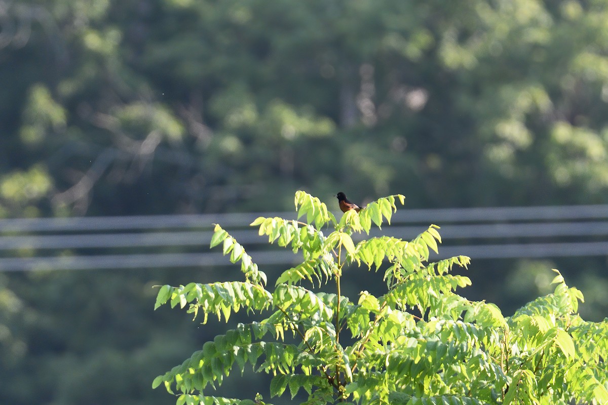 Orchard Oriole - ML250126821
