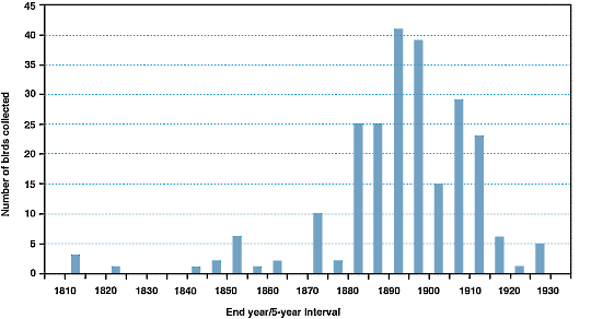 Ivory-billed Woodpecker Figure 5. Number of Ivory-billed Woodpecker specimens collected/5-yr interval, 1805-1930.