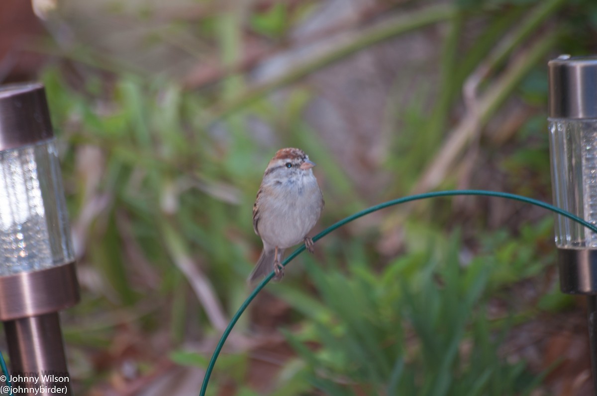 Chipping Sparrow - Johnny Wilson