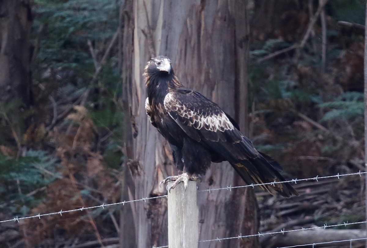 Wedge-tailed Eagle - ML250132631
