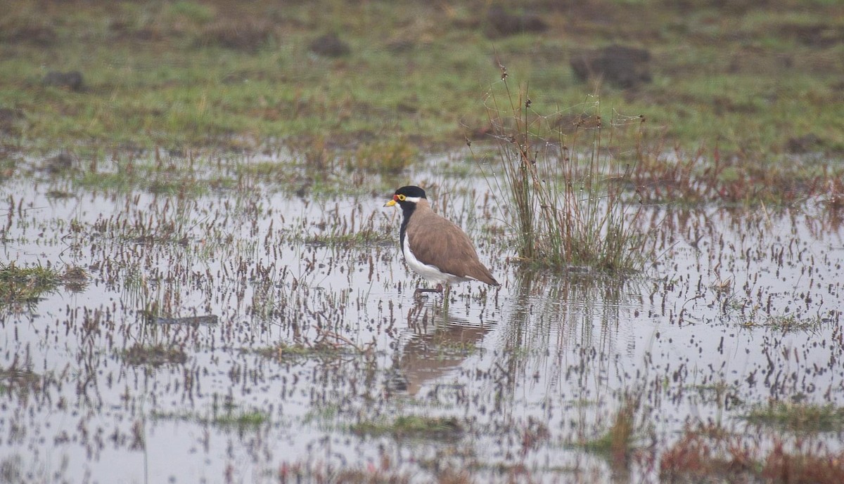 Banded Lapwing - Rob Clay