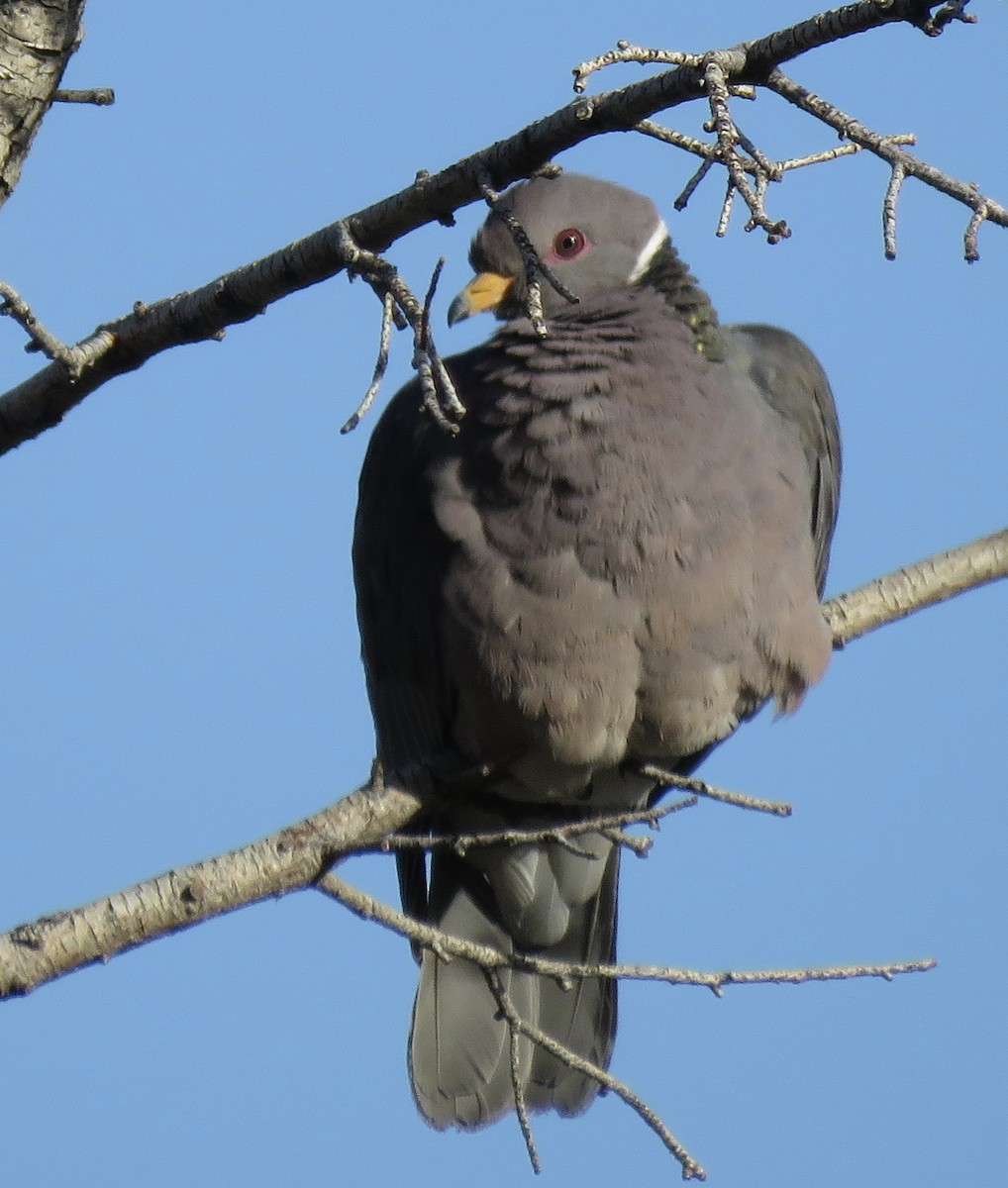 Band-tailed Pigeon - Stephen Heinrich