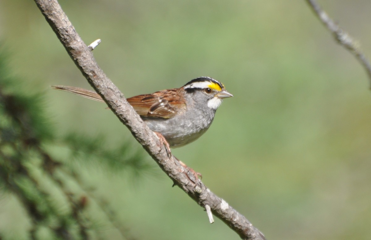 White-throated Sparrow - Tim Healy