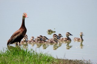 Black-bellied Whistling-Duck, ML250140161