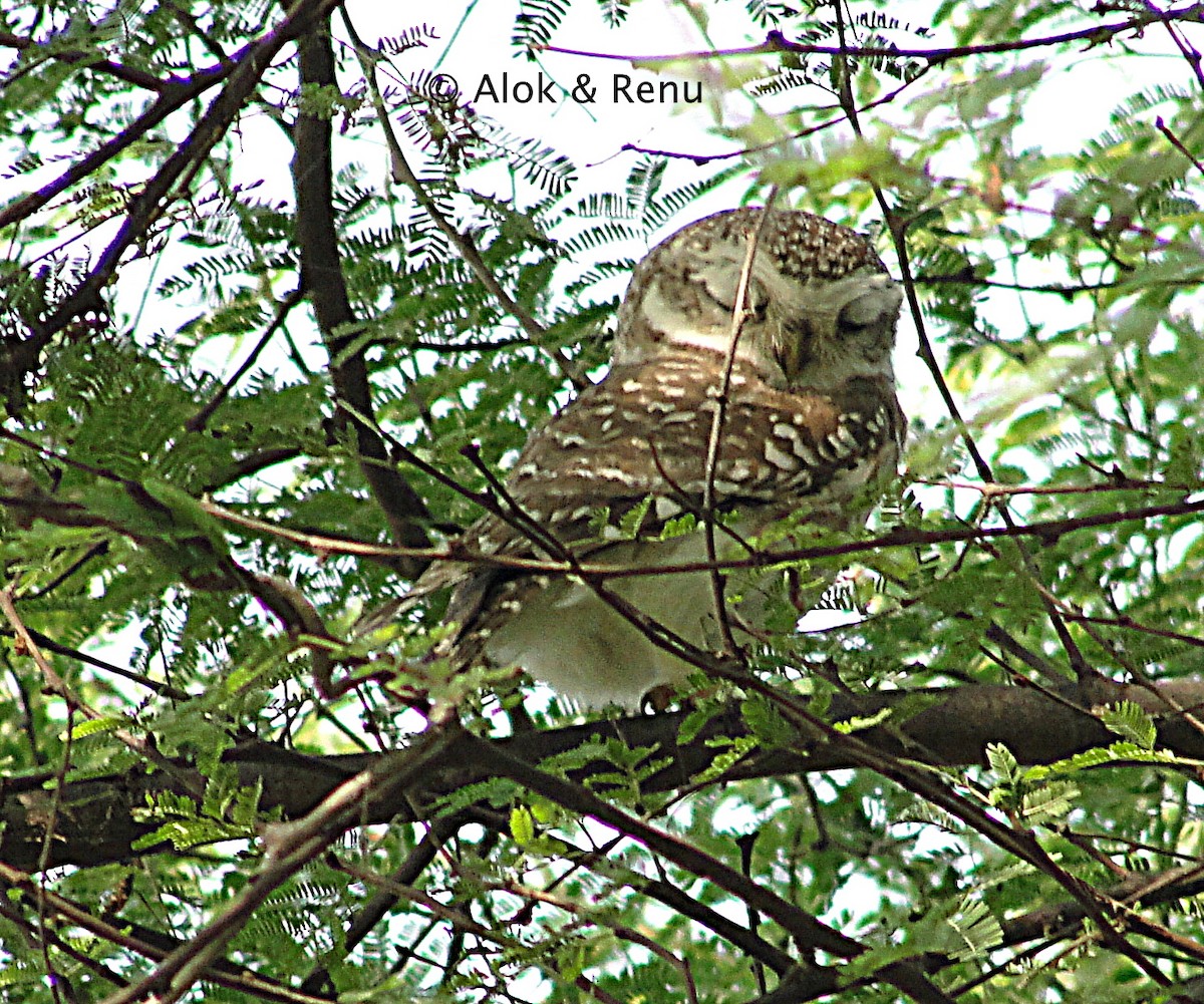 Spotted Owlet - ML250140681