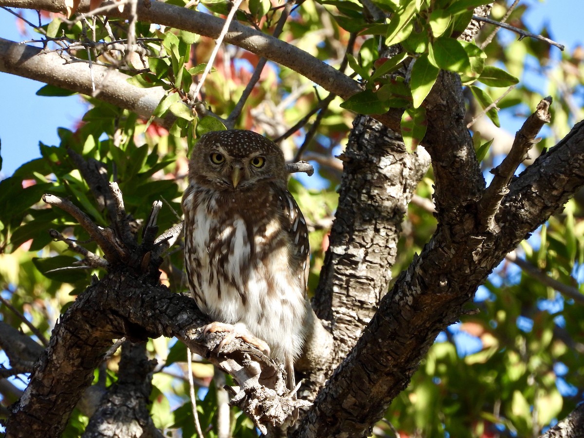 Pearl-spotted Owlet - ML250145631