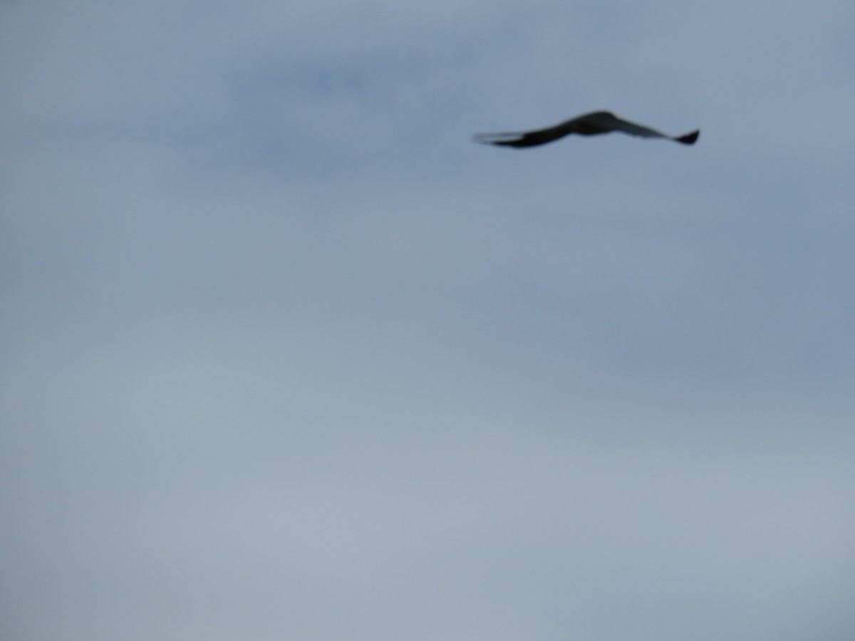 Swallow-tailed Kite - ML250149051