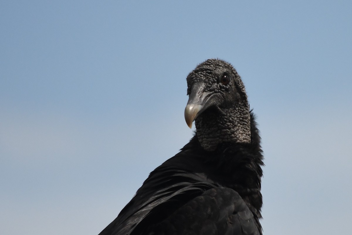 Black Vulture - ML250150291