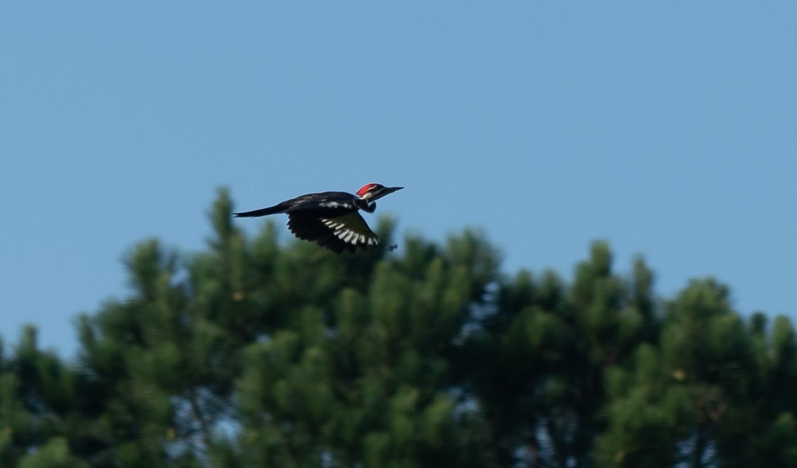 Pileated Woodpecker - ML250150451