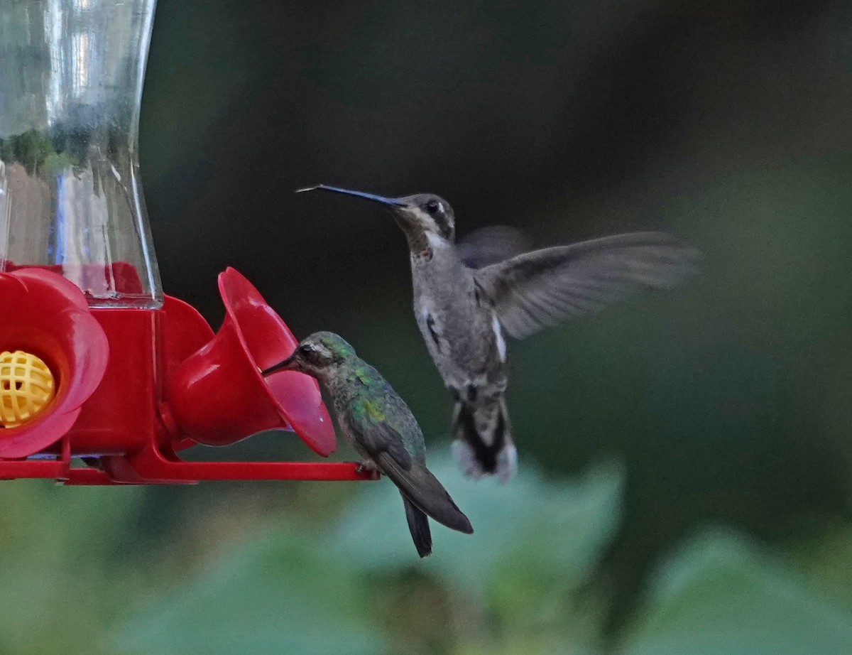kolibřík achátový - ML250152021