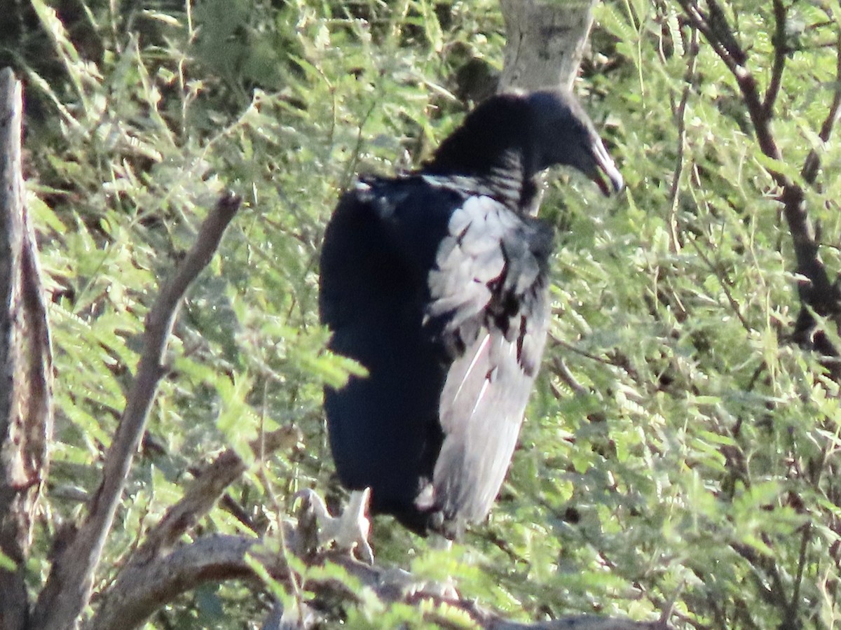 Black Vulture - ML250152921