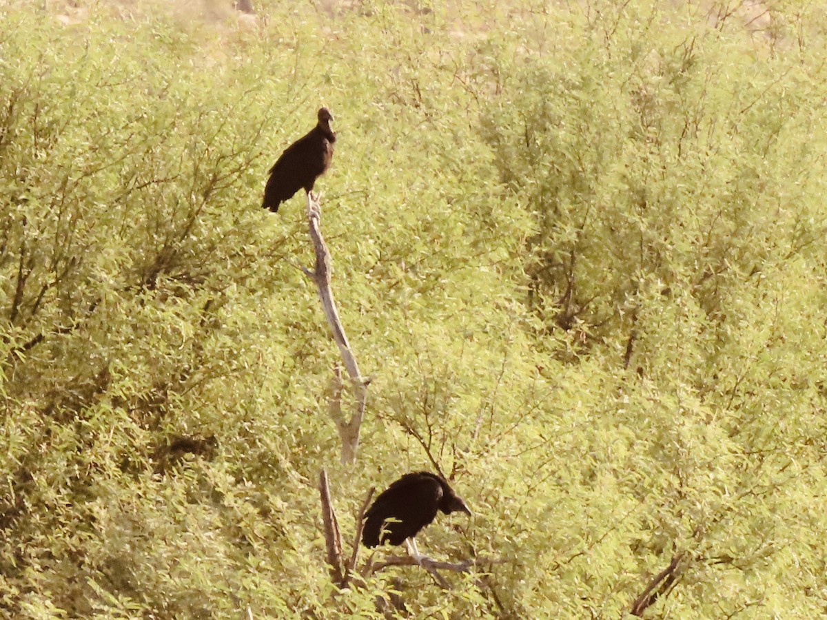 Black Vulture - ML250152931