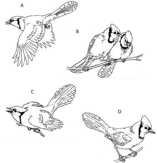 Cyanocitta cristata (blue jay) & Cardinalis cardinalis (no…