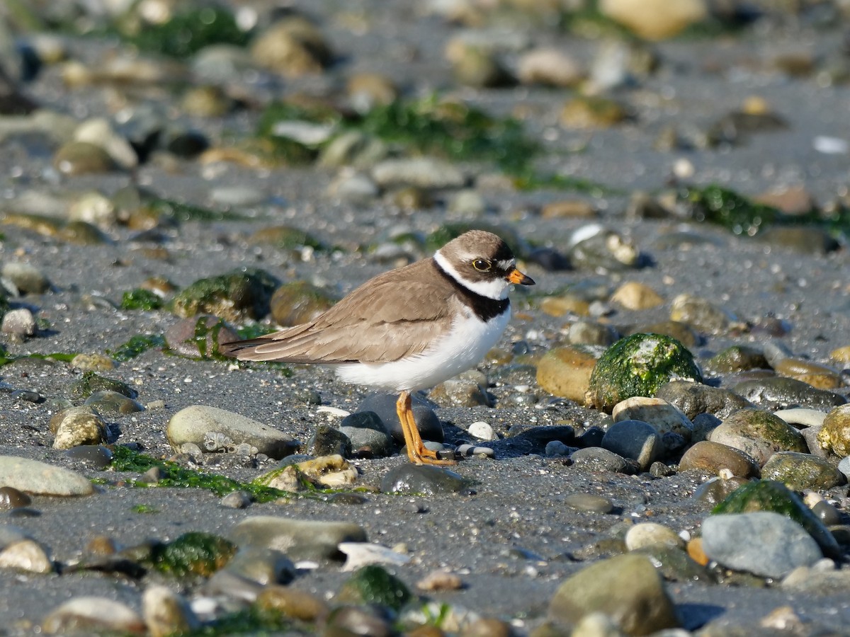 Semipalmated Plover - ML250157831