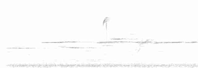 Weißkehlammer - ML250158971