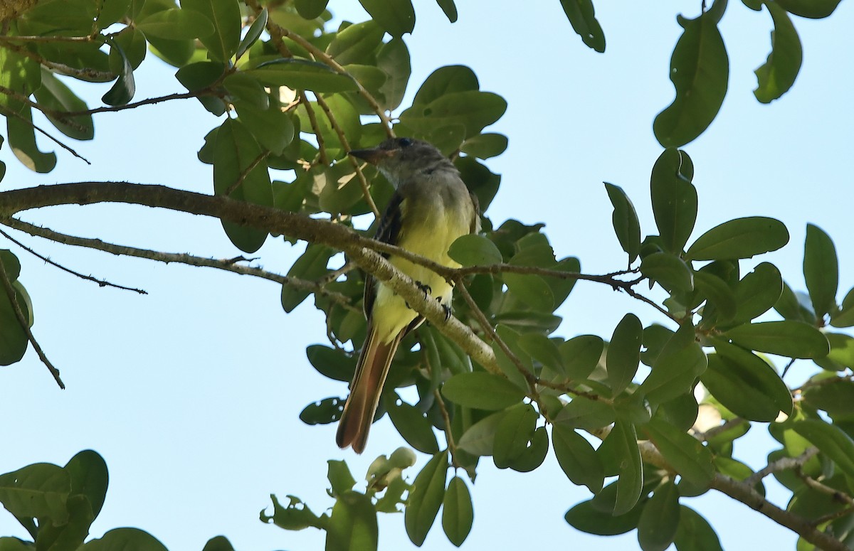 Great Crested Flycatcher - ML250159571