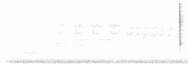 lesňáček černobílý - ML250159881