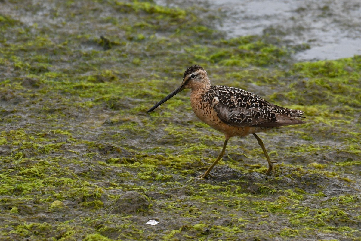 Long-billed Dowitcher - ML250160571