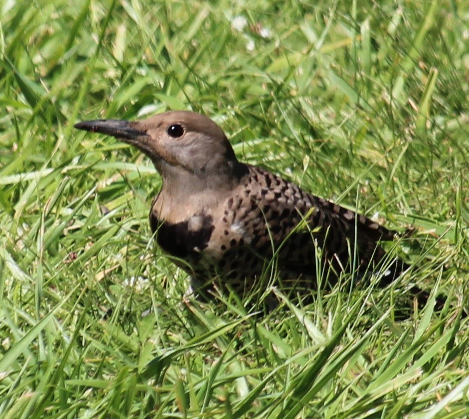 Northern Flicker (Red-shafted) - ML250162991