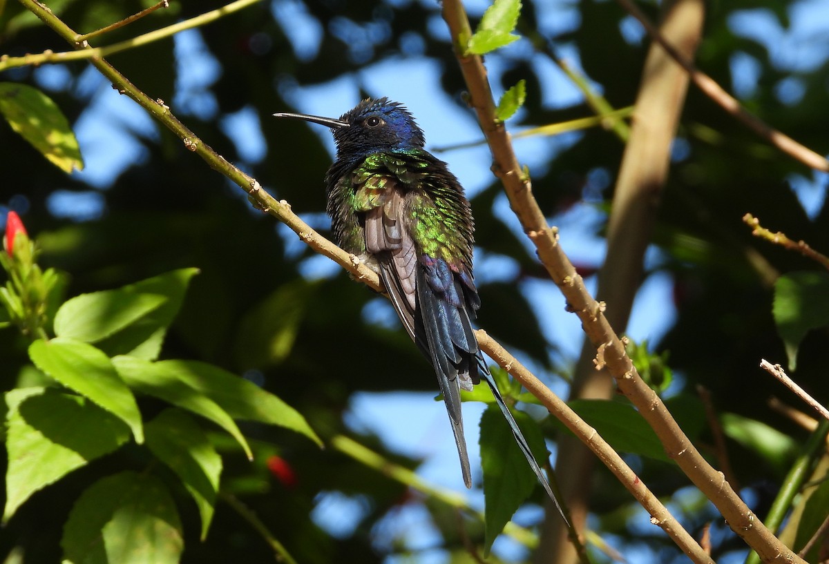 Swallow-tailed Hummingbird - ML250163651