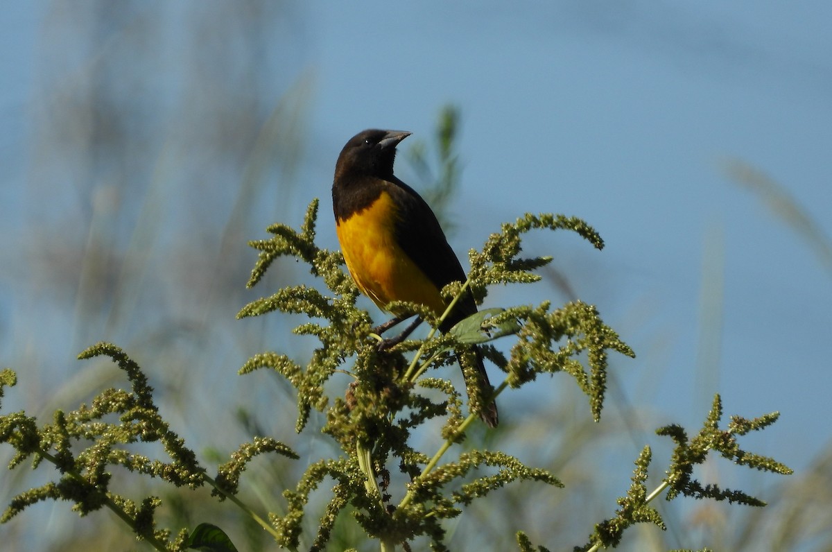 Yellow-rumped Marshbird - ML250163761