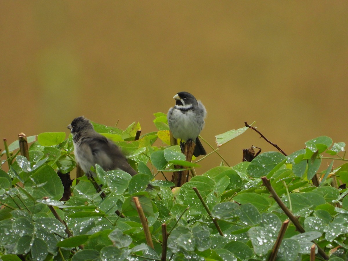 Double-collared Seedeater - ML250163921