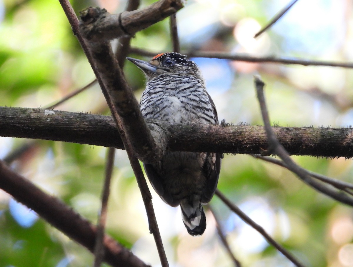 White-barred Piculet - ML250165011