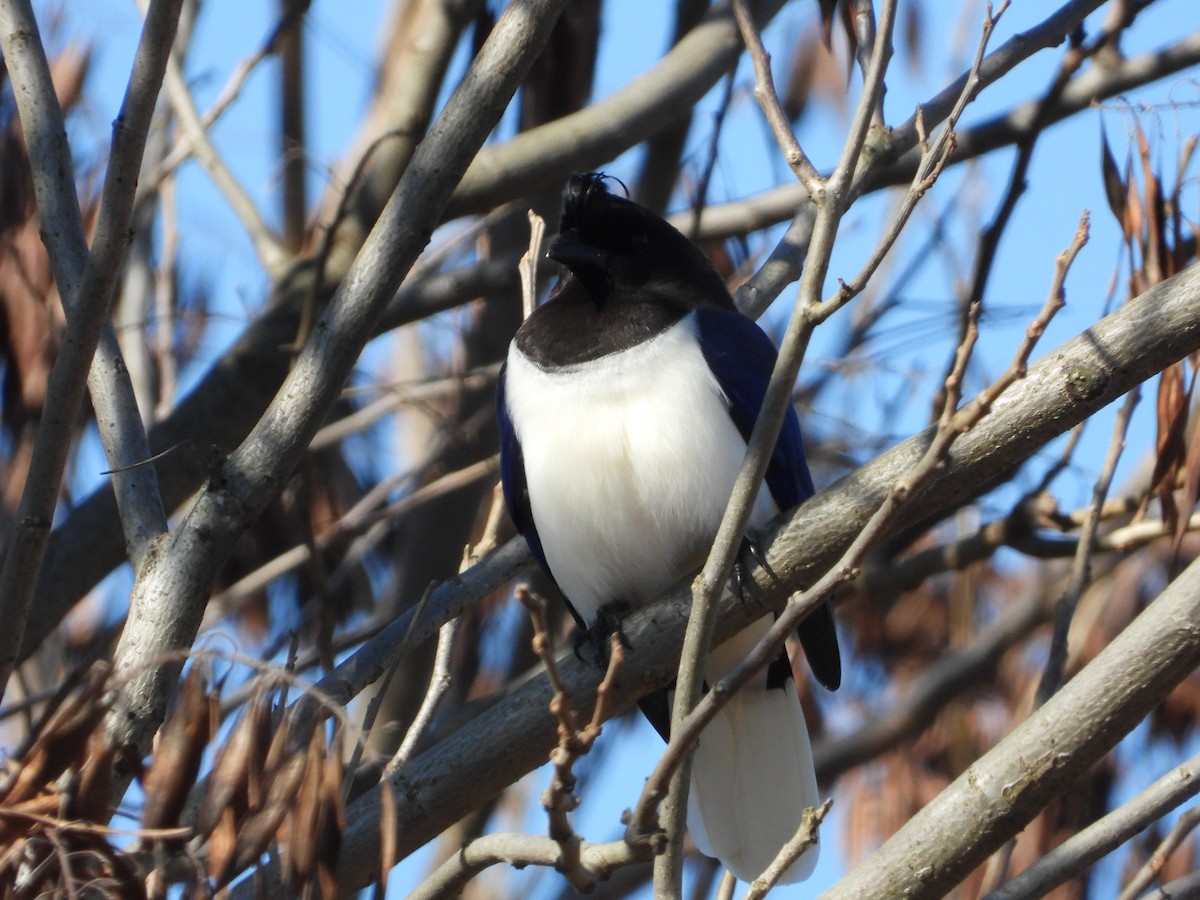 Curl-crested Jay - ML250165181