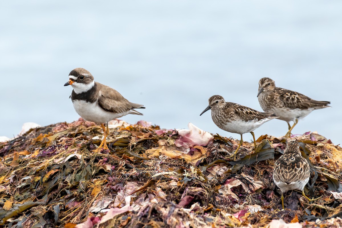 Semipalmated Plover - ML250165501