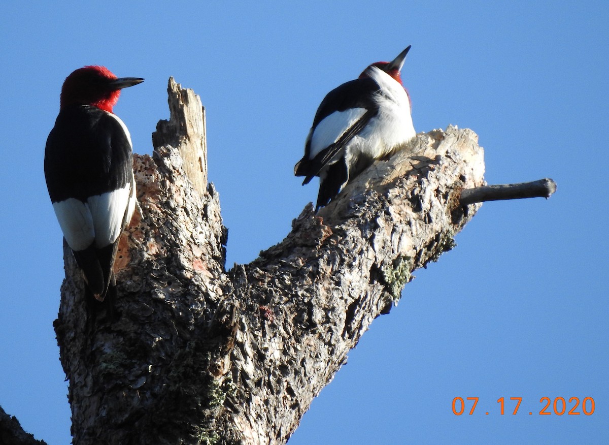 Red-headed Woodpecker - ML250170011