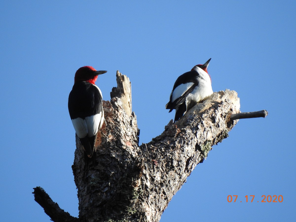Red-headed Woodpecker - ML250170021