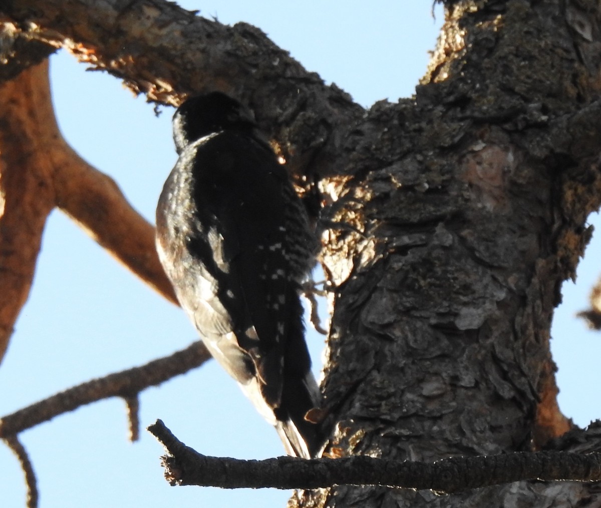 Black-backed Woodpecker - ML250170161