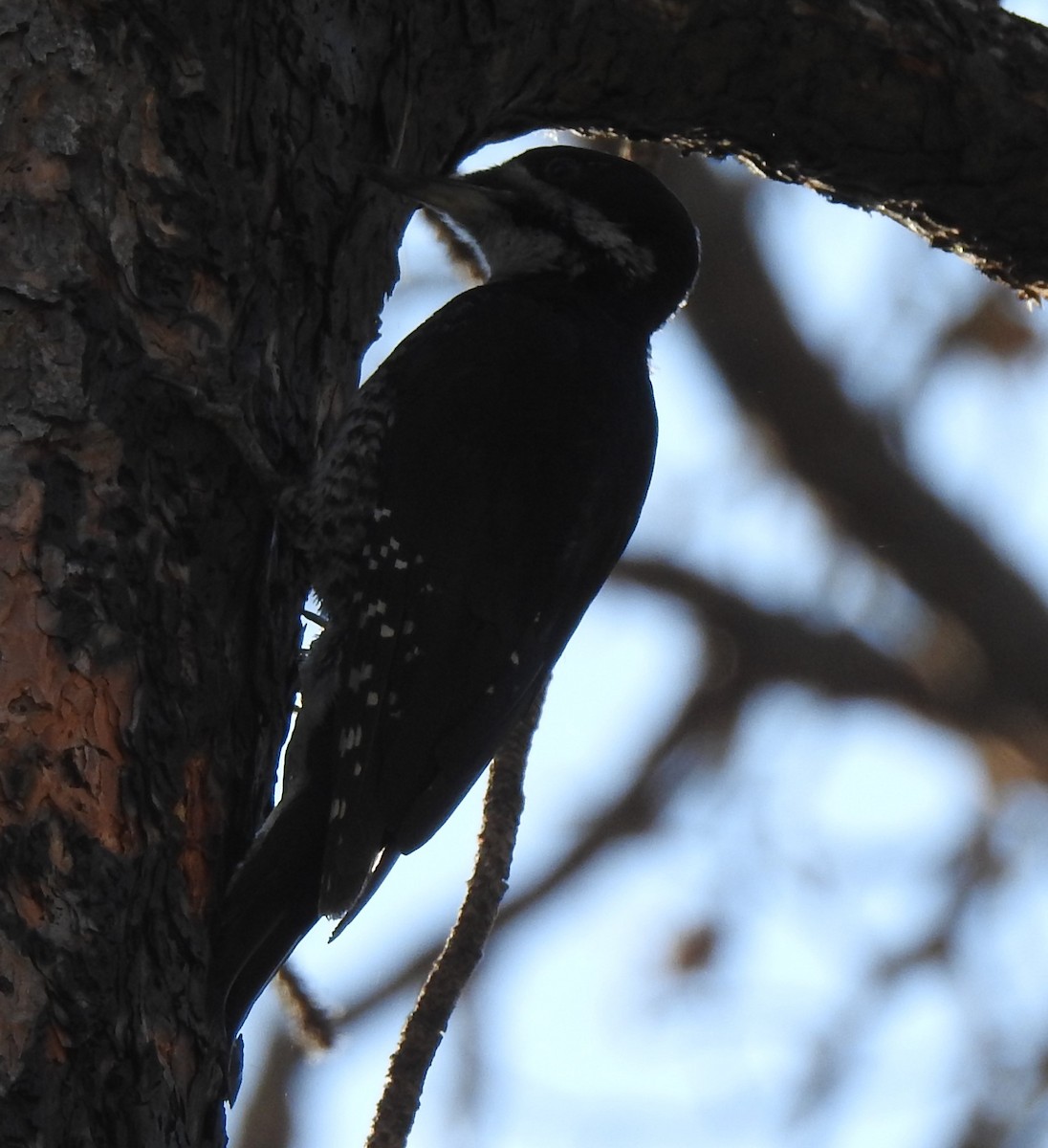 Black-backed Woodpecker - ML250170171