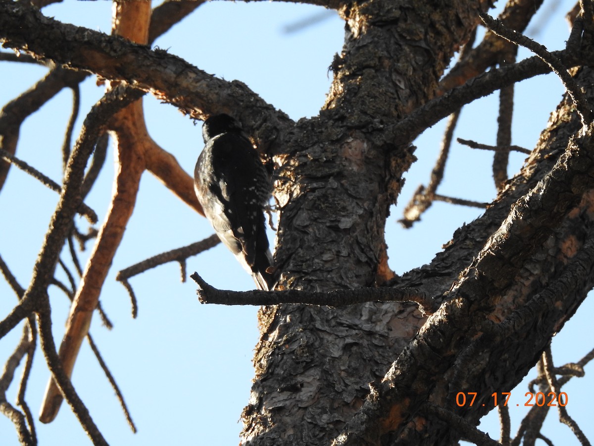 Black-backed Woodpecker - ML250170201
